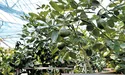Півкілограмові лимони дозрівають… у лісі