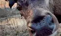 Чи дасть собі раду олень з переламаною ногою?