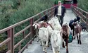 Від кіз — якісний сир