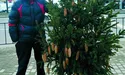 «Яка міліція? Які чіпи? Нарубали ялинок і привезли на базар...»