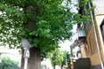 У Перечині діток заспокоює... Зубна фея