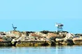 Місто Ларнака: море, коти та картопля