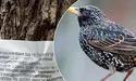 Комунальники воюють із птахами та їхнім потомством