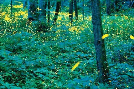 Світлячки створюють справжню магію.