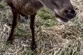 Травмований олень Борис бореться за своє життя уже наодинці. Якщо взагалі живе…