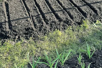 Розплановані господинею грядки – рівненькі та акуратні. Фото з архіву Оксани Олейнюк-Пухняк.