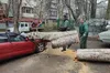 В Одесі через пориви сильного вітру впало близько півсотні дерев і великих гілок: двоє людей постраждали