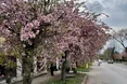 Ужгородський гламур – квітучі сакури