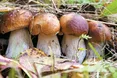 Осінні дарунки лісу