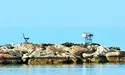 Місто Ларнака: море, коти та картопля
