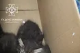 На Львівщині рятувальники з даху будівлі зняли трьох кошенят
