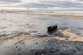 Екоцид в Чорному морі - наслідок російської воєнної агресії