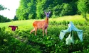 Непрошені гості у буряках