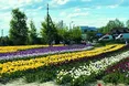 «Якби ми не охороняли тюльпанове поле, сюди би з косою прийшли»