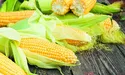 Кукурудза зменшує ризик виникнення інсульту, діабету і серцево-судинних захворювань