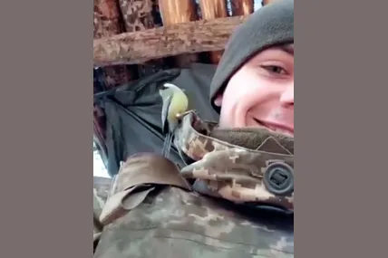 Ця синичка подружилася з воїном ЗСУ. Одна радість на двох.