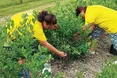 У Малій Кам’янці збирають перший урожай лохини