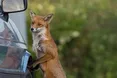 Лисички шпацерують по... Лондону 