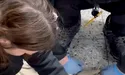 Козлик запхав голову, куди не треба