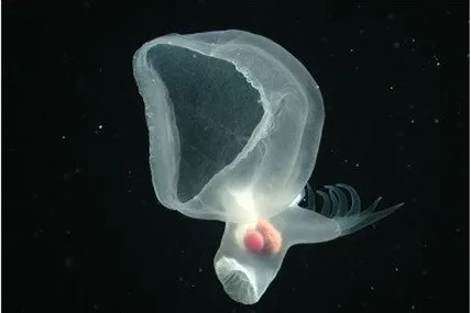 Фото Science Direct