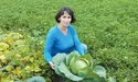 У турботливої ґаздині гарно родять овочі