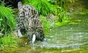Мурчик спеціалізується не на мишах — на рибі