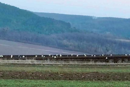Лелеки офіційно оформили прихід весни