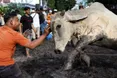 Трагедія під час ритуалу в Малайзії: напад жертовного буйвола призвів до смерті чоловіка