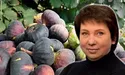 Італійський інжир переселився в Україну