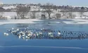 Мороз подружив лебедів і диких качок