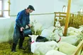 700 «фрейлін» козла Людовіка
