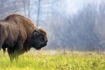 Зубрам потрібен&hellip; &laquo;дім престарілих&raquo;