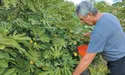 Інжир тішить хорошим урожаєм