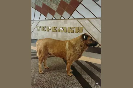 Для київського пса Міші, якого не пустили у метро під час обстрілів, знайшли нову родину