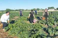 Збирають овочі для воїнів