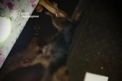 Фото: ДСНС Львівщини