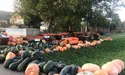 «Даємо гарбузи в оренду. А після Гелловіну нам їх повертають»
