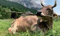 Перш ніж дати молоко, мусить зробити собі масаж