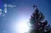 На Закарпатті повністю ліквідували масштабну пожежу в лісництві