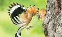 Із королівською короною-чубчиком і огидним запахом