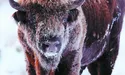 Після купелі у крижаній воді самка зубра не вижила