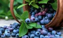 Шле фронтовикам варення із чорниць і домашні мікстури