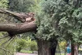 У Стрийському парку впала знаменита Тарасова верба