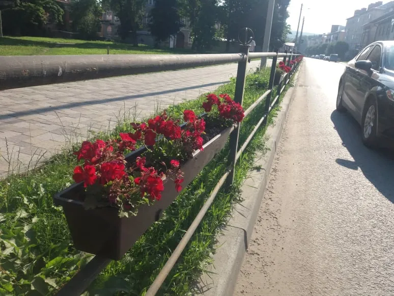 Ті самі придорожні квіти, на які піднялася грішна рука... Фото автора