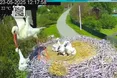 У Пирятинському парку врятували лелеченя, яке самець Грицик виніс із гнізда