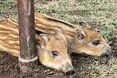 Із фронту Тіша й Тоша перебралися до Харкова