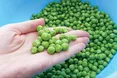 Їсти зелений горошок треба частіше