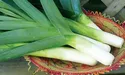 Цибуля-порей — для здоров’я печінки