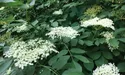 Біля ферми бузина, а у кишені - гривні… Селяни мають прибутковий «пахучий» промисел