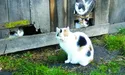 Котів-лінтюхів привчає до «праці» їхня мама...